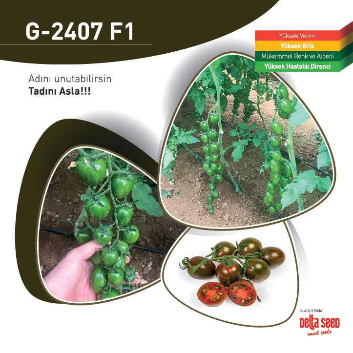 2408 F1