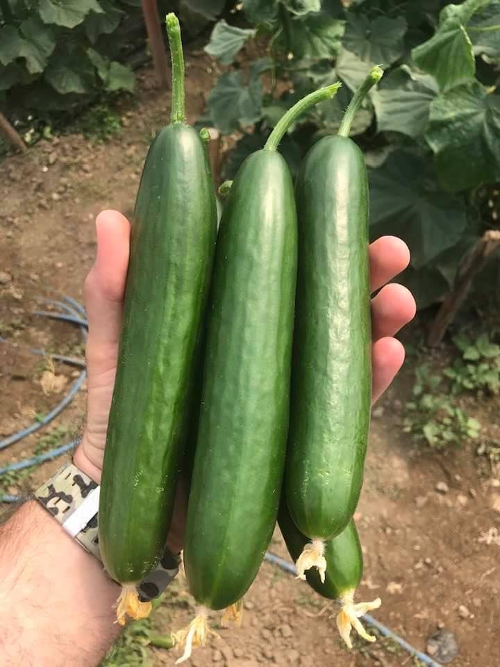 Tarla Hıyarı